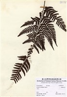 藏品(落鱗鱗毛蕨)的圖片